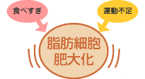 脂肪細胞が肥大
